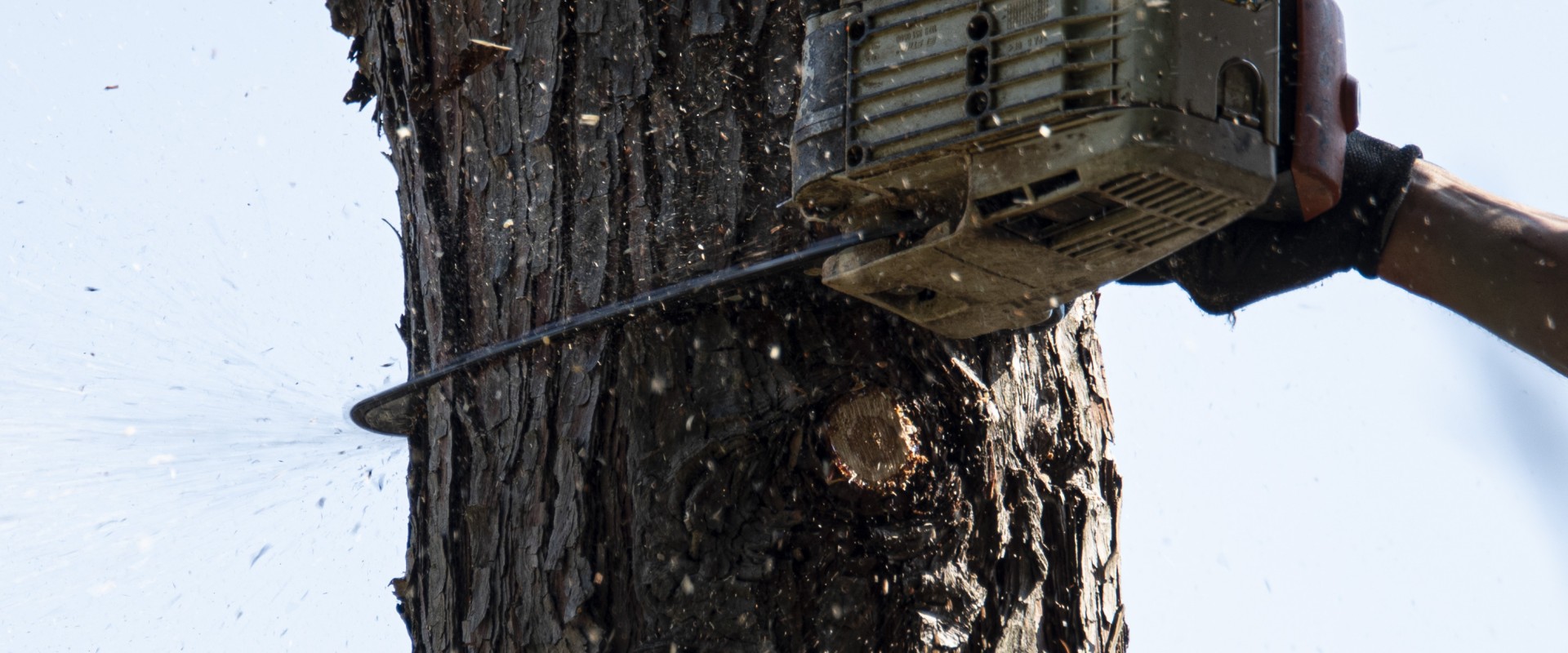 lagage et abattage  Uzs  - Au service de vos arbres