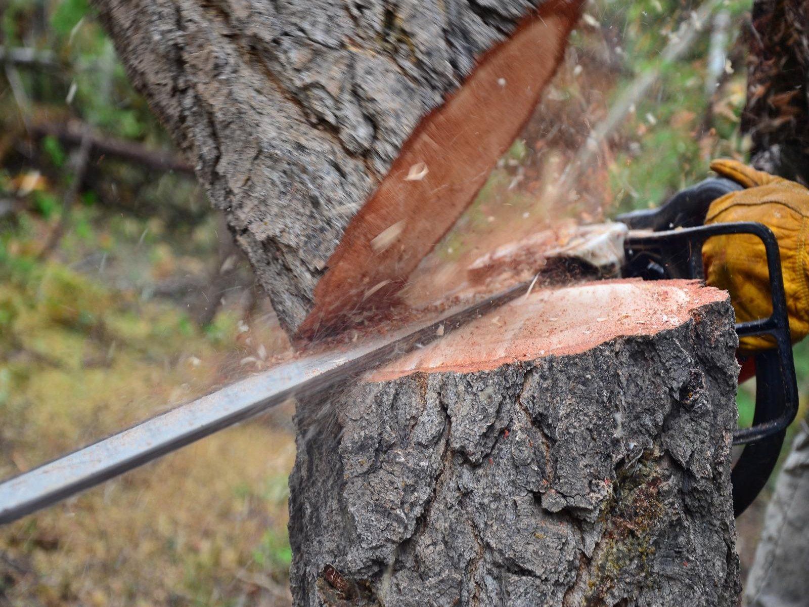 lagage et abattage  Uzs  - Au service de vos arbres